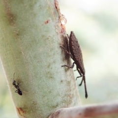 Agriopocoris sp. (genus) at Cook, ACT - 26 Mar 2022