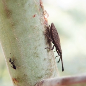 Agriopocoris sp. (genus) at Cook, ACT - 26 Mar 2022