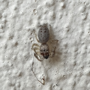 Opisthoncus sp. (genus) at Turner, ACT - 31 Mar 2022