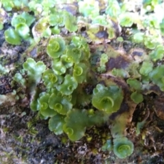 Lunularia cruciata (A thallose liverwort) at Kosciuszko National Park - 31 Mar 2022 by mahargiani