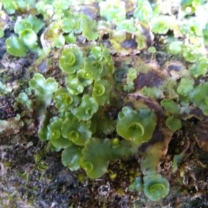 Lunularia cruciata at Yarrangobilly, NSW - 31 Mar 2022