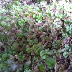 Lunularia cruciata at Yarrangobilly, NSW - 31 Mar 2022 12:31 PM