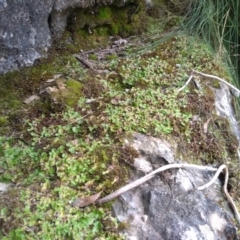 Lunularia cruciata at Yarrangobilly, NSW - 31 Mar 2022