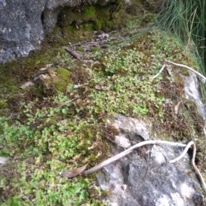 Lunularia cruciata at Yarrangobilly, NSW - 31 Mar 2022