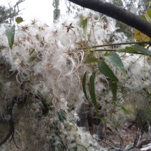 Clematis aristata at Yarrangobilly, NSW - 31 Mar 2022 11:50 AM