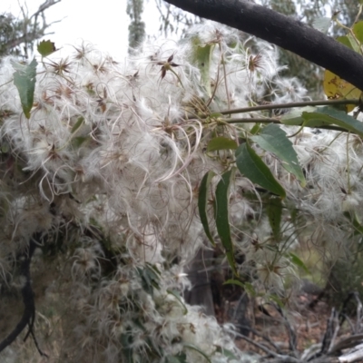 Clematis aristata (Mountain Clematis) at Kosciuszko National Park - 31 Mar 2022 by mahargiani