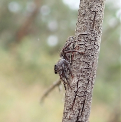 Cytaea severa (Severe Cytaea) at Cook, ACT - 26 Mar 2022 by CathB