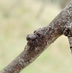 Cytaea severa at Cook, ACT - 26 Mar 2022