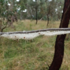 Cytaea severa at Cook, ACT - 26 Mar 2022