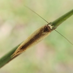 Phauloplana illuta at Molonglo Valley, ACT - 27 Mar 2022