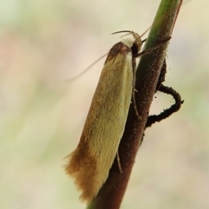 Phauloplana illuta at Molonglo Valley, ACT - 27 Mar 2022