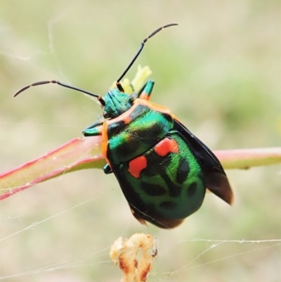 Scutiphora pedicellata (Metallic Jewel Bug) at Aranda Bushland - 27 Mar 2022 by CathB