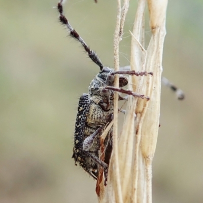 Ancita australis (Longicorn or longhorn beetle) at Cook, ACT - 27 Mar 2022 by CathB