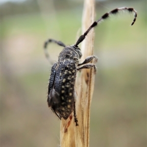 Ancita australis at Cook, ACT - 27 Mar 2022 05:01 PM