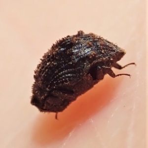 Microchaetes sp. (genus) at Cook, ACT - suppressed