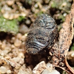 Microchaetes sp. (genus) at Cook, ACT - suppressed