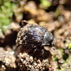 Microchaetes sp. (genus) at Cook, ACT - suppressed