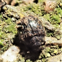 Microchaetes sp. (genus) at Cook, ACT - suppressed