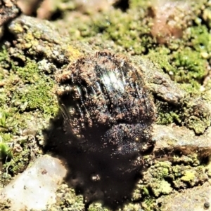 Microchaetes sp. (genus) at Cook, ACT - suppressed