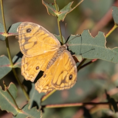 Geitoneura acantha (Ringed Xenica) at Paddys River, ACT - 13 Mar 2022 by SWishart