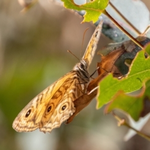 Geitoneura acantha at Paddys River, ACT - 14 Mar 2022 08:51 AM