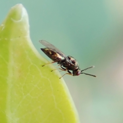 Chalcidoidea (superfamily) (A gall wasp or Chalcid wasp) at Mount Painter - 27 Mar 2022 by CathB