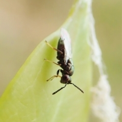 Chalcidoidea (superfamily) at Cook, ACT - 27 Mar 2022