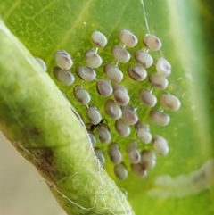 Chalcidoidea (superfamily) at Cook, ACT - 27 Mar 2022