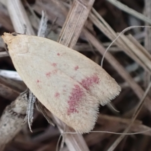 Heteroteucha occidua at Murrumbateman, NSW - 31 Mar 2022