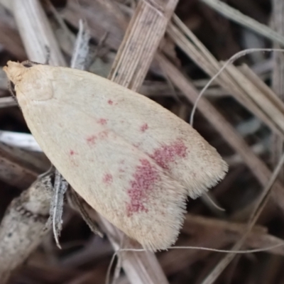 Heteroteucha occidua (A concealer moth) at Murrumbateman, NSW - 31 Mar 2022 by SimoneC