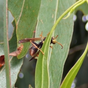 Polistes (Polistella) humilis at Cook, ACT - 27 Mar 2022 03:38 PM