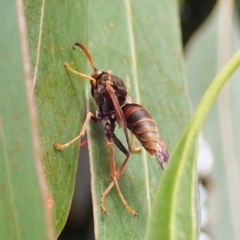 Polistes (Polistella) humilis at Cook, ACT - 27 Mar 2022 03:38 PM