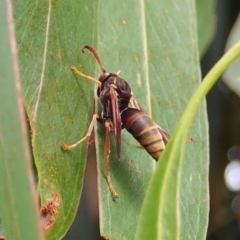 Polistes (Polistella) humilis at Cook, ACT - 27 Mar 2022 03:38 PM