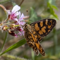 Oreixenica lathoniella (Silver Xenica) at Paddys River, ACT - 14 Mar 2022 by SWishart