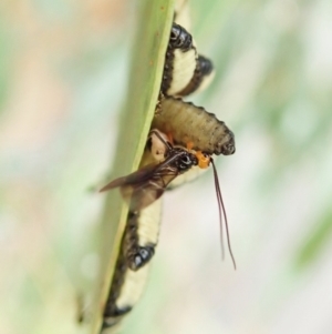 Braconidae (family) at Cook, ACT - 26 Mar 2022