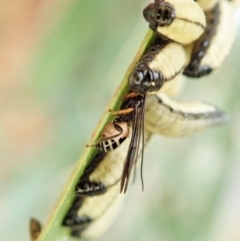 Braconidae (family) at Cook, ACT - 26 Mar 2022