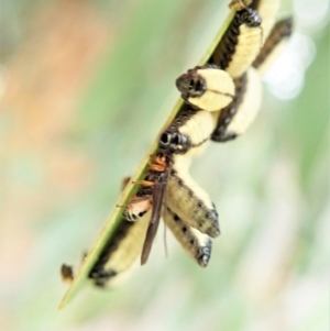 Braconidae (family) at Cook, ACT - 26 Mar 2022