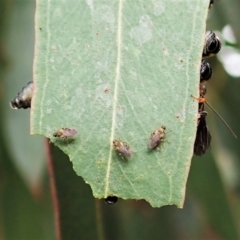 Braconidae (family) at Cook, ACT - 26 Mar 2022