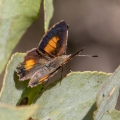 Paralucia aurifera (Bright Copper) at Paddys River, ACT - 14 Mar 2022 by SWishart