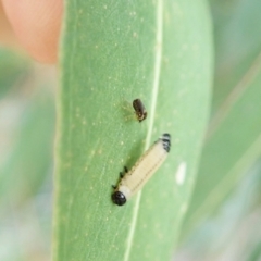 Ceratopogonidae (family) at Cook, ACT - 26 Mar 2022