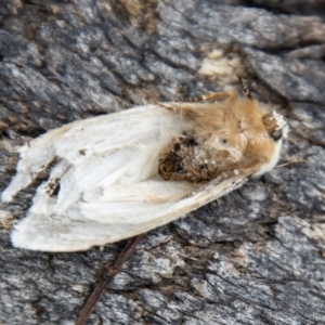 Oenosandra boisduvalii at Cotter River, ACT - 14 Mar 2022