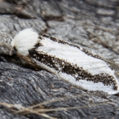 Oenosandra boisduvalii at Cotter River, ACT - 14 Mar 2022