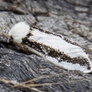 Oenosandra boisduvalii at Cotter River, ACT - 14 Mar 2022