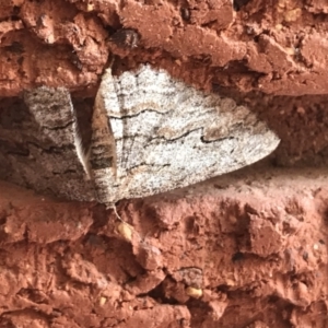 Ectropis (genus) at Garran, ACT - 29 Mar 2022