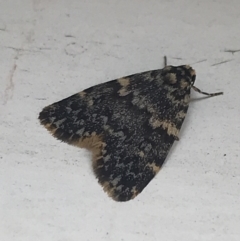 Halone sinuata (Rock Lichen Moth) at Garran, ACT - 29 Mar 2022 by Tapirlord