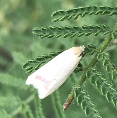 Heteroteucha occidua (A concealer moth) at Garran, ACT - 27 Mar 2022 by Tapirlord