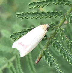 Heteroteucha occidua at Garran, ACT - 27 Mar 2022