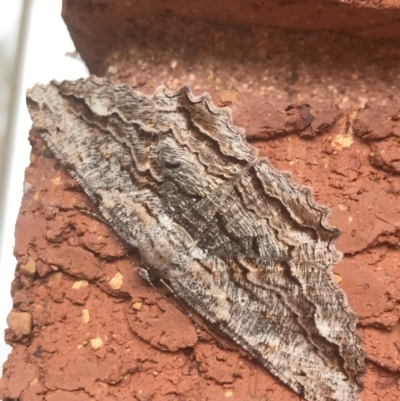 Scioglyptis lyciaria (White-patch Bark Moth) at Garran, ACT - 17 Mar 2022 by Tapirlord