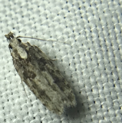 Ardozyga (genus) (Twirler moth, gelechiid moth) at Garran, ACT - 14 Mar 2022 by Tapirlord