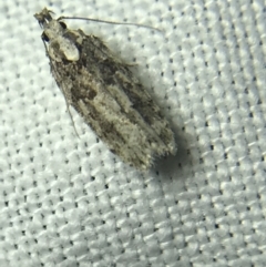 Ardozyga (genus) at Garran, ACT - 14 Mar 2022 09:14 PM